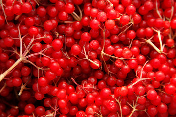 Viburnum berries are a bunch
