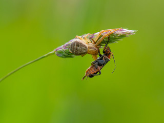 Crab spider ( Xysticus cristatus ) capturing a beetle