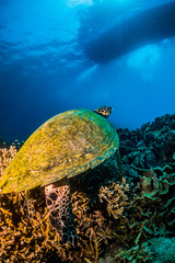 Fototapeta na wymiar Hawksbill sea turtle on reef with boat at the surface