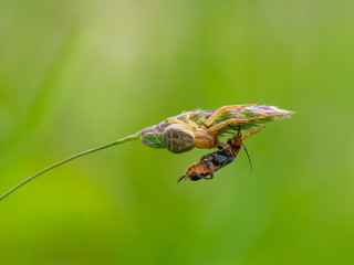 Crab spider ( Xysticus cristatus ) capturing a beetle