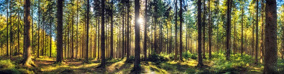 Foto auf Acrylglas Wälder Panorama herbstliche Waldlandschaft