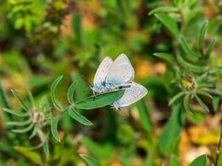 Small blue butterflies mating  ( Cupido minimus )
