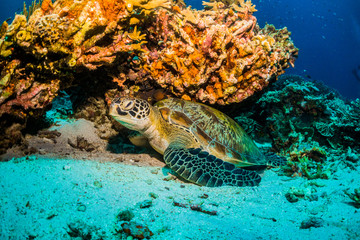 Green turtle sheltered under coral