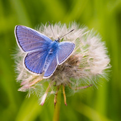 Common blue butterfly ( Polyommatus icarus ) on a dandelion