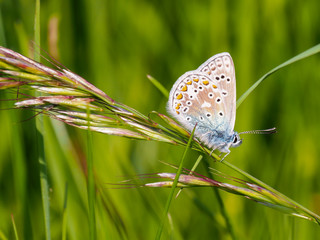 Fototapeta na wymiar Common blue butterfly ( Polyommatus icarus ) on grass