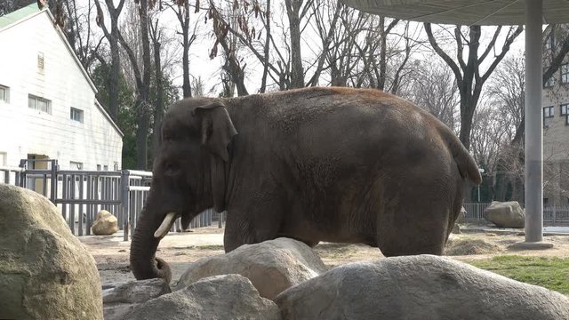 The elephant walks in the zoo in an open-air cage on a summer day