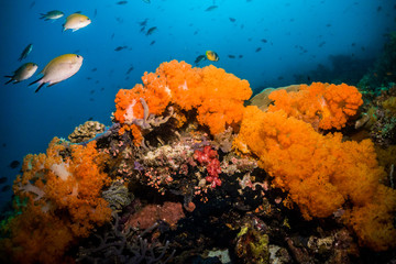 Fototapeta na wymiar Orange soft corals and deep blue background