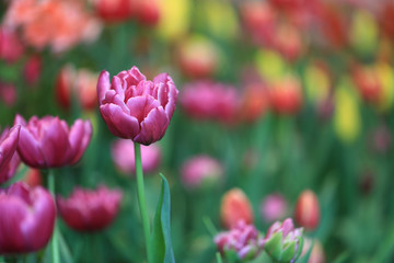 Beautiful purple tulips