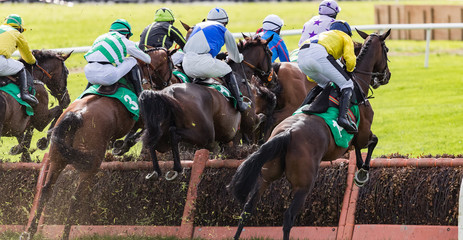 Group of race horses and jockeys jumping a hurdle during a race