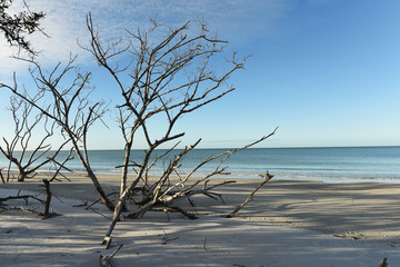 Calm morning on the shores of the Atlantic Ocean. Dry tree on the beach. Gulf of Mexico. Florida. USA.
