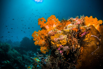 Fototapeta na wymiar Orange soft corals and abundant fish life with sunburst