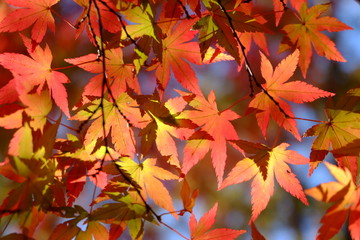 Fototapeta na wymiar 美しい秋のカエデのクローズアップ