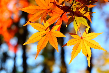 美しい秋のカエデのクローズアップ
