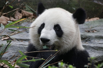 Beautiful Happy Furry Panda in China