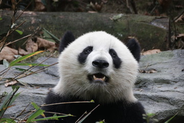 Obraz premium Beautiful Happy Furry Panda in China