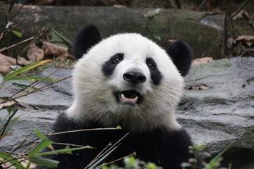 Fototapeta premium Beautiful Happy Furry Panda in China
