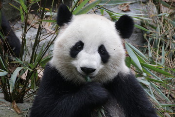 Beautiful Happy Furry Panda in China