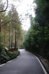 Tranquil road in the forest