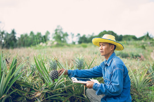Businessman farmer holding tablet standing in pineapple field. Smart farmer concept.