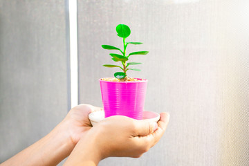 Girl hand hold flower pot besides window office, Woman hold a little tree with flare light in the morning, Green plant in pink flower pot