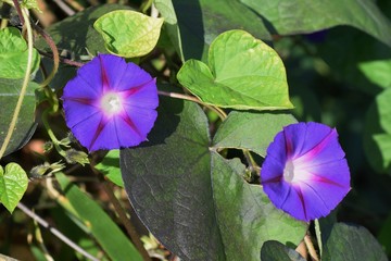 Popular flowers for ornamental "Morning glory"