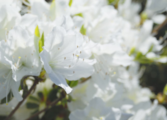 花　春　素材