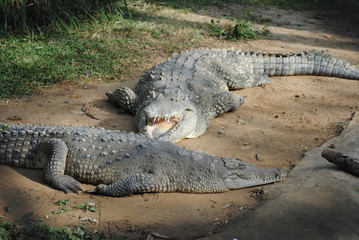 Tomando el sol