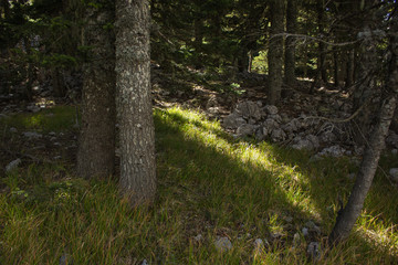 mountain forest morning nature scenery landscape with soft focus trees and sun light beams 