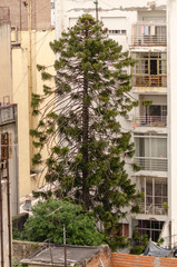 Fototapeta na wymiar Big tree in the middle of a building
