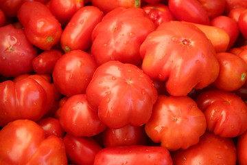 fresh tomatoes just out of the field