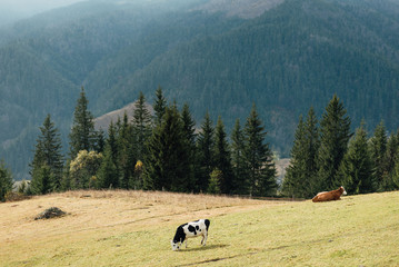 Fototapeta na wymiar Black and white cow grazing on meadow in mountains. Cattle on a pasture