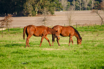 Fototapeta premium Countryside landscape in autumn with horses eating grass