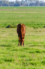 Countryside landscape in autumn with a horse eating grass and a bird on its  back