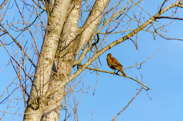 Chimango standed on a branch of a no foliage tree