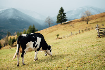 Fototapeta na wymiar Black and white cow grazing on meadow in mountains. Cattle on a pasture