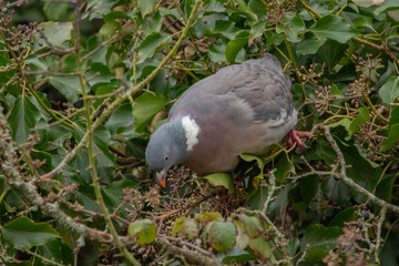Woodpigeon on a Branch Eating Ivy Berries