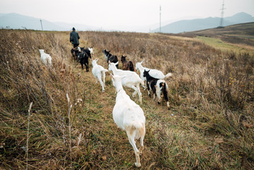 Shepherd leads goats on the field