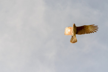Chimango flying in a light blue sky