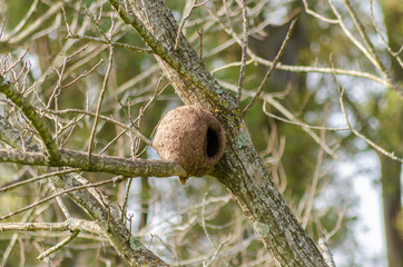 Hornero nest on a branch of a no foliage tree