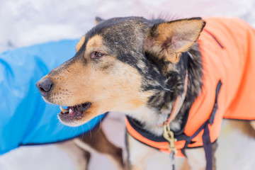 portrait of dog in harness watching forfard