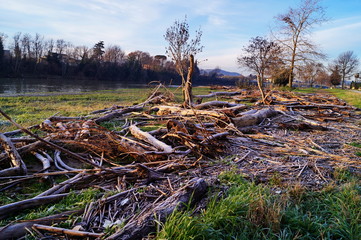 Visions walking along the Arno river, near Florence, at dawn