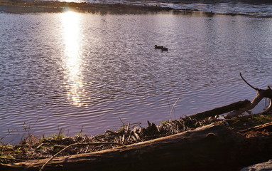Visions walking along the Arno river, near Florence, at dawn