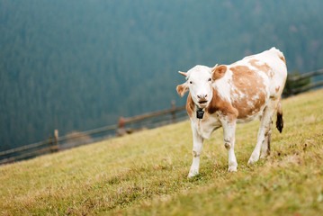 Fototapeta na wymiar Cow on mountain pasture