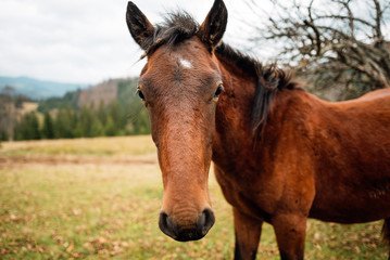 Naklejka premium portrait of beautiful horse