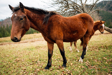 Horse herd on the pasture