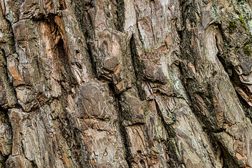 beige bark rustic background corrosion old tree vertical pattern base design close-up natural