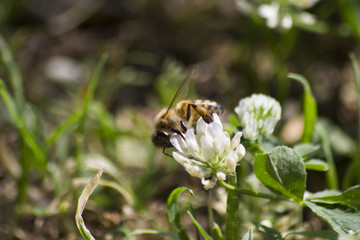 Ape su fiore di un giardino