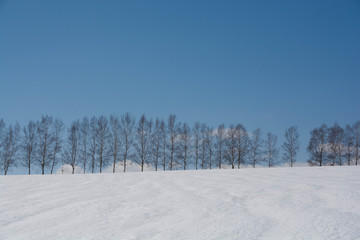 Fototapeta na wymiar 冬のシラカバ並木と青空