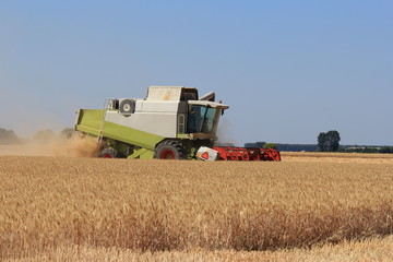 a large combine harvester is harvesting wheat in the polder in summer