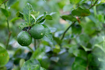 Two fresh lemons on the tree and moisturize with water
